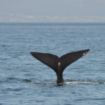 Baleine franche australe-Hermanus- Afrique du Sud