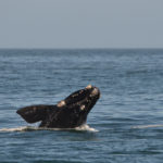 Baleine franche australe-Hermanus- Afrique du Sud