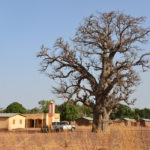 Baobab-Benin-2014