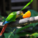 Bird Park-Singapour