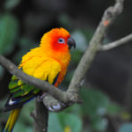 Bird Park-Singapour