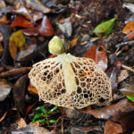 Champignon-Tanjung Puting-Indonesie-2010