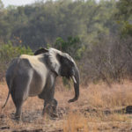 Elephant-Parc de la Pendjari-Benin-2014