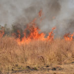 Feu de brousse-Parc de la Pendjari-Benin-2014