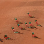 Guepiers-Parc de la Pendjari-Benin-2014