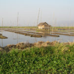 Jardins flottants-Lac Inle-Birmanie-2004