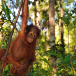 Jeune Orang Outan-Tanjung Puting-Indonesie-2010