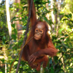 Jeune Orang Outan-Tanjung Puting-Indonesie-2010