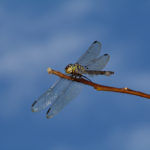 Libellule-Ubud-Bali-Indonesie-2009