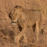 Lion-reserve de la Pendjari-Benin-2014