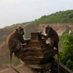 Macaques-Uluwatu-Bali-Indonesie-2009