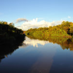 Mangrove-Tanjung Puting-Indonesie-2010