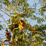 Nasiques-Tanjung Puting-Indonesie