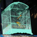 Oiseau en cage-Balikpapan-Indonesie-2009