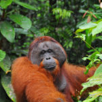 Orang Outan Male-Tanjung Puting-Indonesie-2010