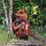 Orang Outans-Tanjung Puting-Indonesie-2010