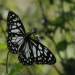 Papillon-Kawa Ijen-2011