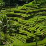 Rizières en terrasses-Bali-2009