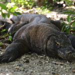 Varan de Komodo-Rinca-2010