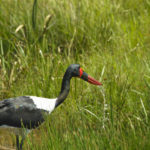 Cigogne a bec rouge-Hluhluwe-Kwazulu Natal-Afrique du Sud-Mars 2017