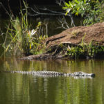 Crocodile-Mlilwane-Swaziland-Afrique du Sud-Mars 2017-2