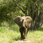 Elephant-Kruger Park-Afrique du Sud-Mars 2017