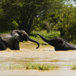 Elephants-Kruger Park-Afrique du Sud-Mars 2017