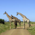 Girafes-iSimangaliso Wetland Park-Kwazulu Natal-Afrique du Sud-Mars 2017