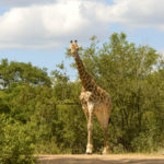 Girafe-Kruger Park-Afrique du Sud-Mars 2017