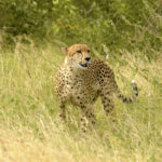 Guepard-Kruger Park-Afrique du Sud-Mars 2017