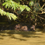 Hippopotame-Lake St Lucia-Kwazulu Natal-Afrique du Sud-Mars 2017