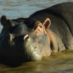 Hippopotame-Lake St Lucia-Kwazulu Natal-Afrique du Sud-Mars 2017-2