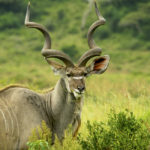 Kudu male-iSimangaliso Wetland Park-Kwazulu Natal-Afrique du Sud-Mars 2017