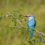 Martin-chasseur du Sénégal-Kruger Park-Afrique du Sud-Mars 2017