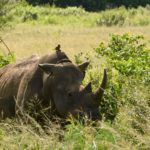 Rhinoceros blanc-Hluhluwe-Kwazulu Natal-Afrique du Sud-Mars 2017