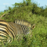 Zebre-Kruger Park-Afrique du Sud-Mars 2017