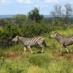 Zebres-Kruger Park-Afrique du Sud-Mars 2017