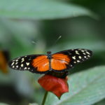 Papillon monarque - La Fortuna - Costa Rica